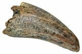 Serrated Tyrannosaur Tooth - Judith River Formation #335899-1